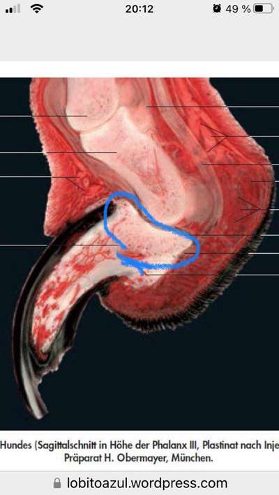 Abgerissene Kralle-Beitrag-Bild