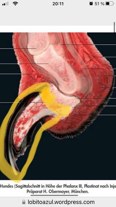 Abgerissene Kralle-Beitrag-Bild