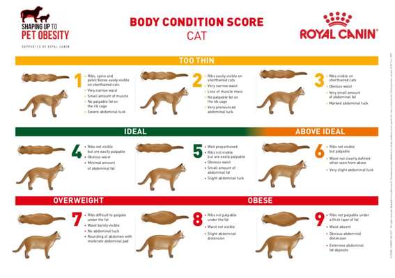 Hund zu dick?-Beitrag-Bild