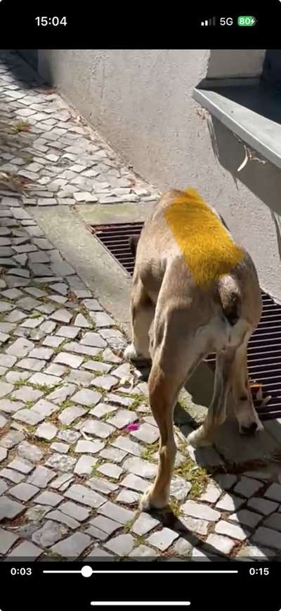 Gangbild/-analyse-Beitrag-Bild