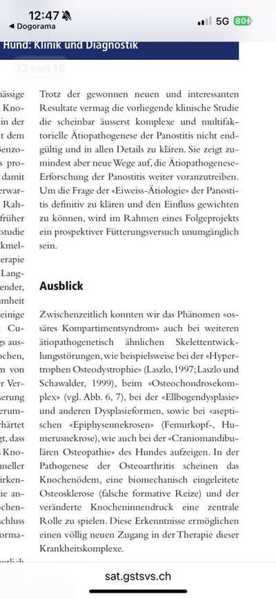 Panostitis bei Malinois Junghund-Beitrag-Bild