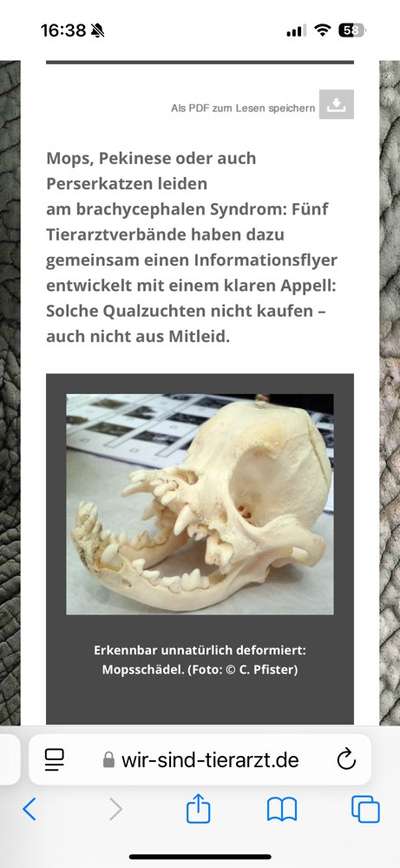 König der Qualzuchten - Cavalier King Charles Spaniel-Beitrag-Bild