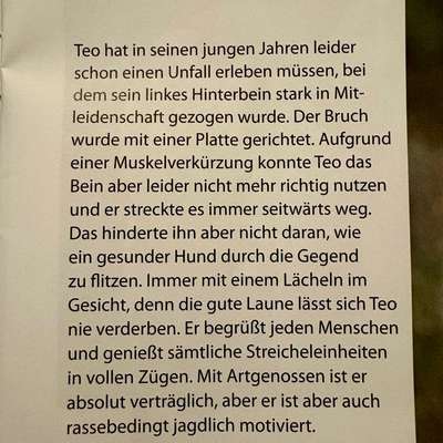 Tierschutzhunde suchen ein Zuhause-Beitrag-Bild