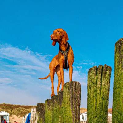 Hundetreffen-Gemeinsame Spaziergänge & Spielen-Bild