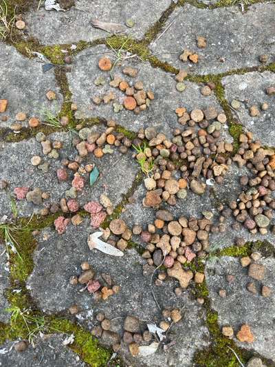 Giftköder-Vermutlich Giftköder Sportplatz-Bild