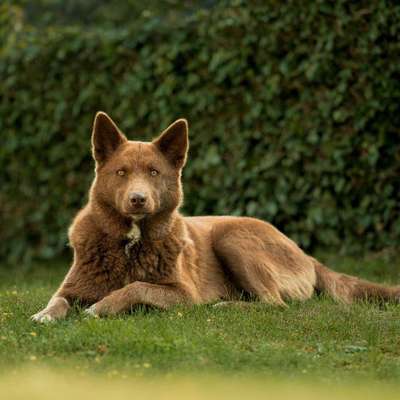 Hundetreffen-Playdate / Spaziergang-Bild