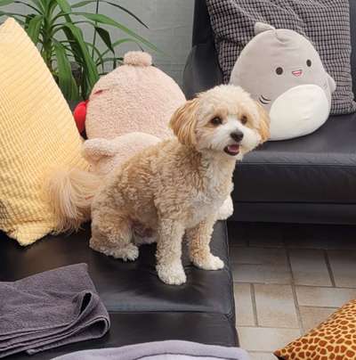 Maltipoo Freunde-Beitrag-Bild