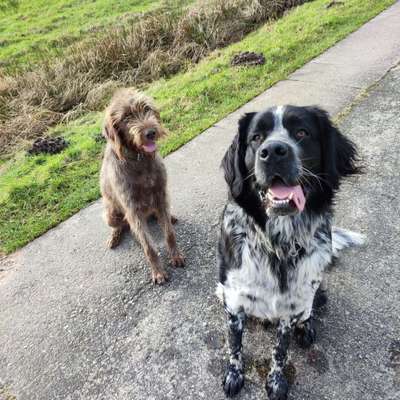 Mischlinge raten - Rätselspaß-Beitrag-Bild