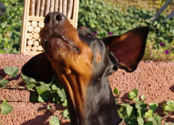 Lustige Bilder-Beitrag-Bild