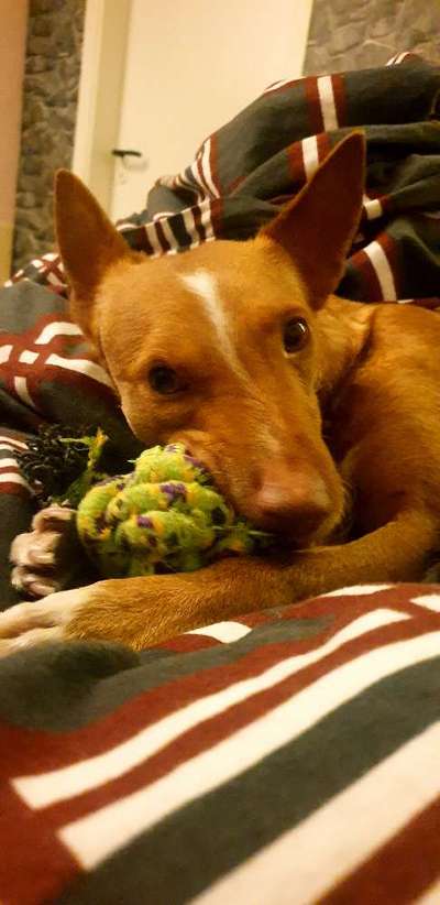 CHALLENGE NR. 19 - Der Hundeblick-Beitrag-Bild