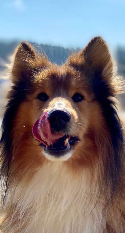 Langhaar Collies-Beitrag-Bild