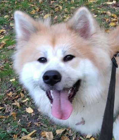 Die Dogorama Kalender Challenge Titelbild-Beitrag-Bild