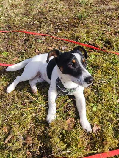 Hundetreffen-"Social Walk" in Stuttgart-Bild