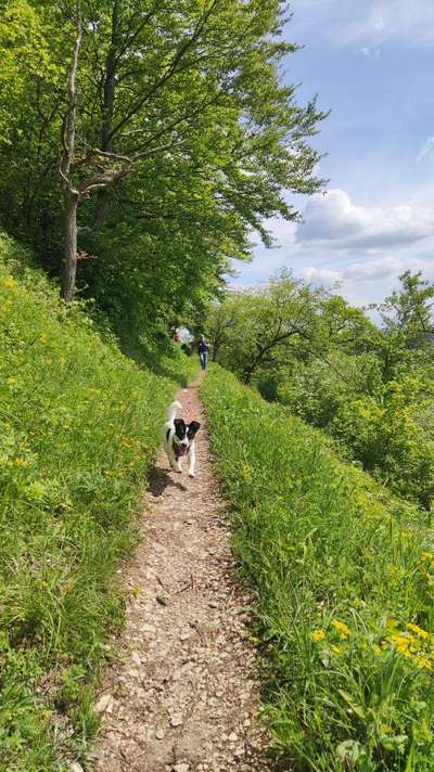 Jack Russell Terrier-Beitrag-Bild