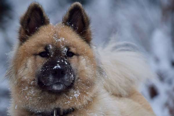 Eurasier-Beitrag-Bild