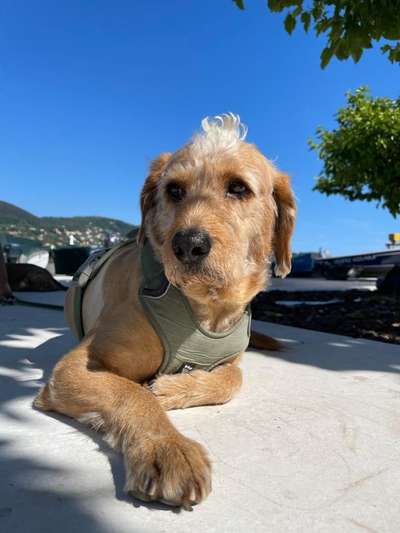 Mischlingshunde Foto Aufruf-Beitrag-Bild