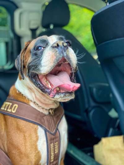 Seltene Rassen!-Beitrag-Bild