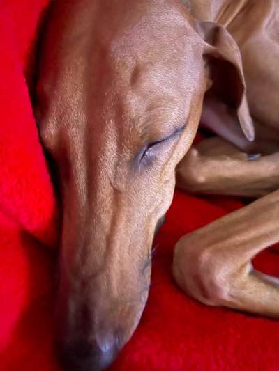 Windhunde - Treffen der besonderen Schönheiten
HERZLICH WILLKOMMEN-Beitrag-Bild