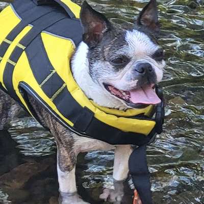 Hundetreffen-Boston Terrier Treff-Bild