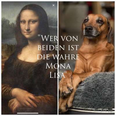 Rhodesian Ridgeback-Beitrag-Bild