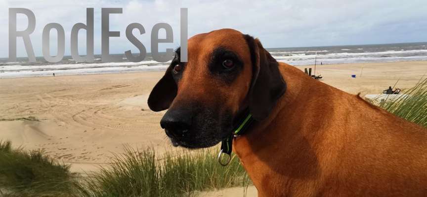 Rhodesian Ridgeback-Beitrag-Bild