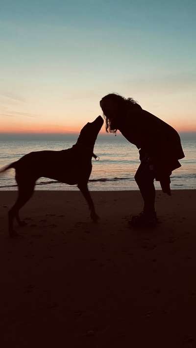 Rhodesian Ridgeback-Beitrag-Bild