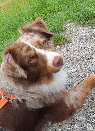 Hundetreffen-Aussie-Austausch, Gassi und Spielen-Bild