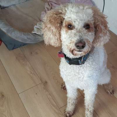 Hundetreffen-Spielrunde mit meine Hündin-Bild