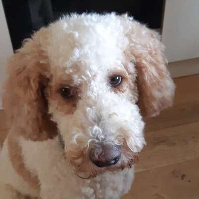 Hundetreffen-Spielrunde mit meine Hündin-Bild