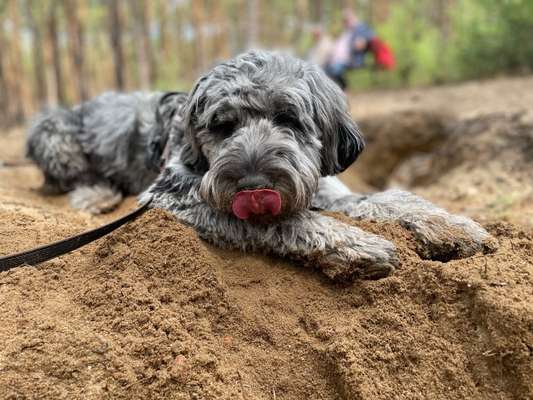 Hundeauslaufgebiet-Hundeauslauf Berg und Tal-Bild