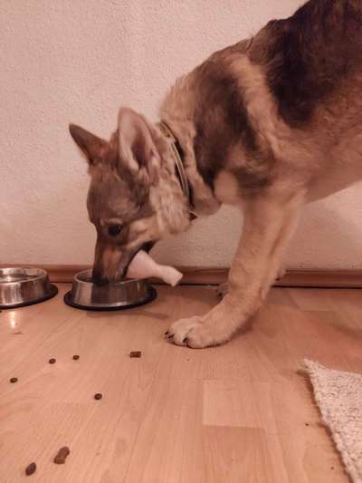 Zeigt her Eure Futternäpfe-Beitrag-Bild