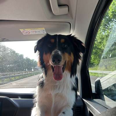 Hundetreffen-Spielkumpel-Bild