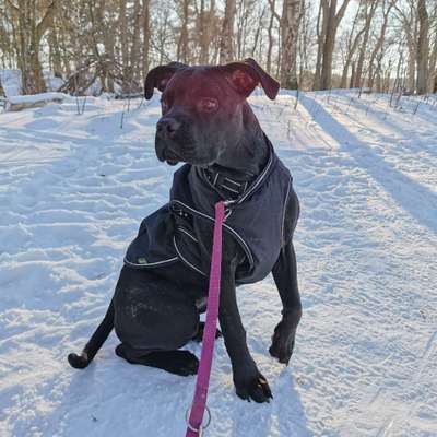 Hundetreffen-Laufen, spielen und trainieren-Bild