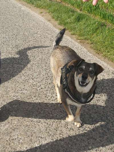 Grinsebacken-Beitrag-Bild