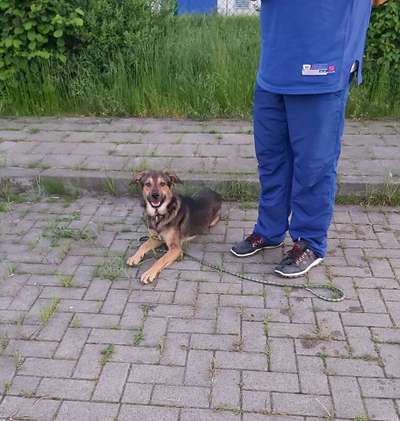 Schäferhund-Beitrag-Bild