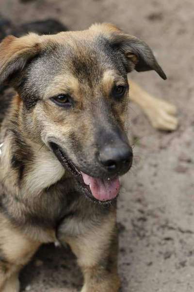 Zeigt mir eure Schäferhund Mischlinge :-)-Beitrag-Bild