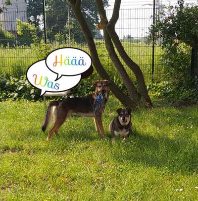 Zeigt mir eure Schäferhund Mischlinge :-)-Beitrag-Bild