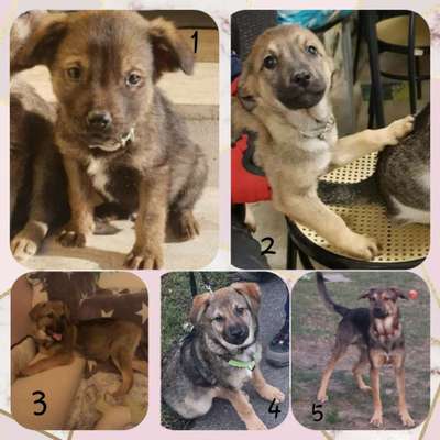 Welpen Bilder !-Beitrag-Bild