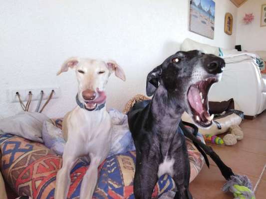 Windhunde - Treffen der besonderen Schönheiten
HERZLICH WILLKOMMEN-Beitrag-Bild