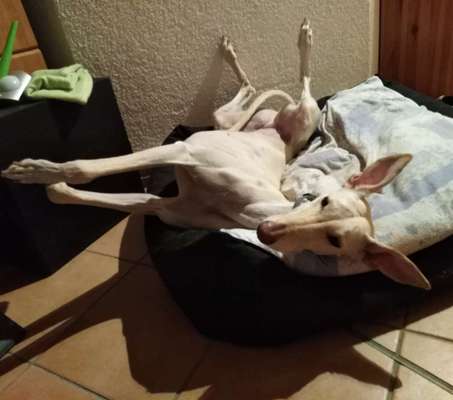 Windhunde - Treffen der besonderen Schönheiten
HERZLICH WILLKOMMEN-Beitrag-Bild