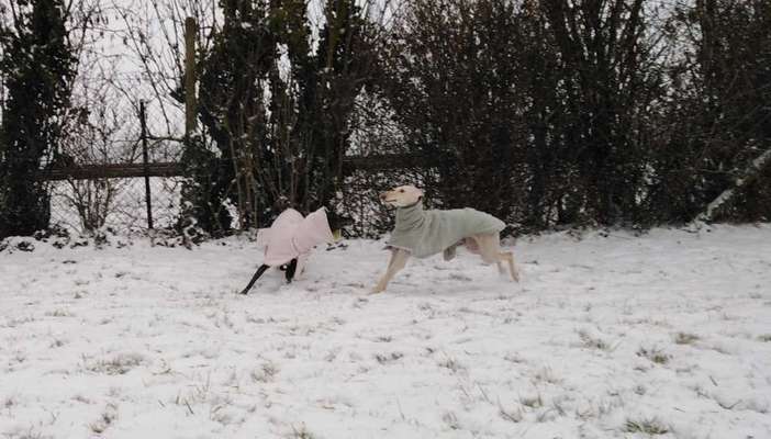 Windhunde - Treffen der besonderen Schönheiten
HERZLICH WILLKOMMEN-Beitrag-Bild