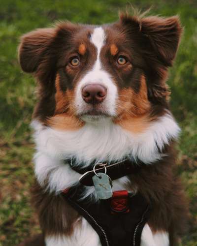 Dogorama Photo Challenge - Portrait-Beitrag-Bild