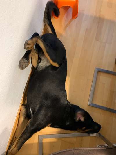 Zeigt mir die lustigsten Schlafpositionen eurer Fellnasen-Beitrag-Bild