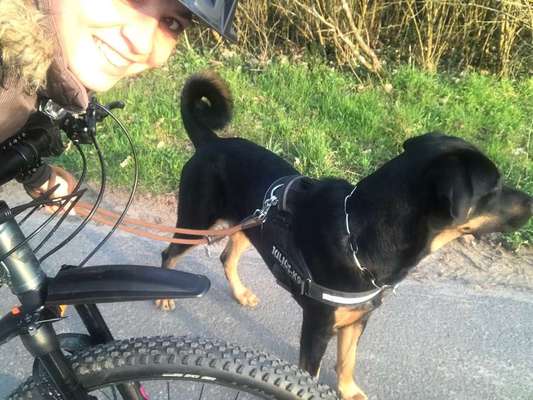 Geschirr oder Halsband?-Beitrag-Bild