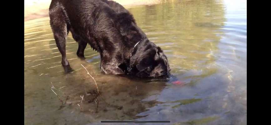 Dogorama-Monats-Challenge-Mai "Wasser"-Beitrag-Bild