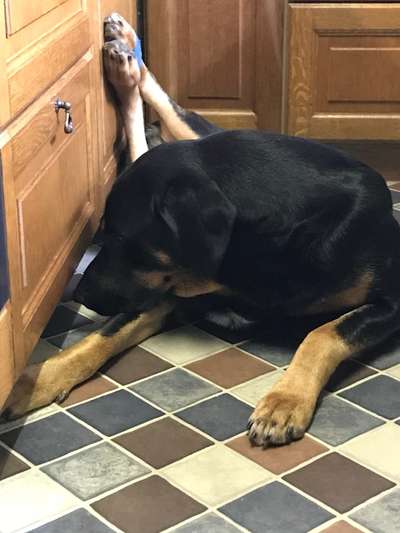 Zeigt mir die lustigsten Schlafpositionen eurer Fellnasen-Beitrag-Bild