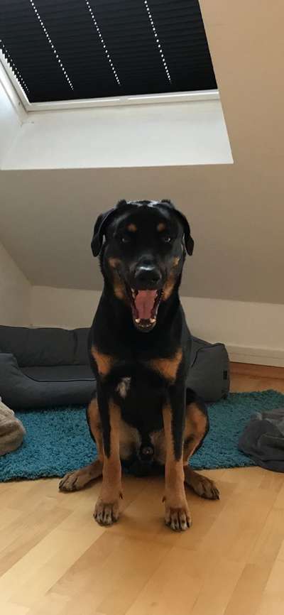 Zeige das lustigste Bild eures Hundis-Beitrag-Bild