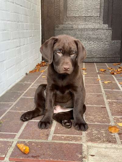 Welpen Bilder !-Beitrag-Bild