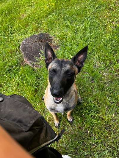 Zeigt eure Malinois!!!-Beitrag-Bild