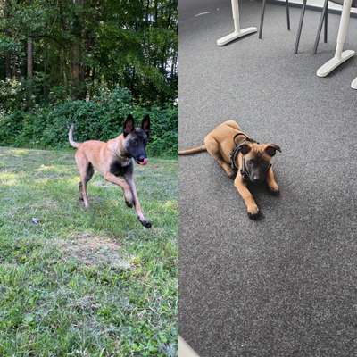 Zeigt eure Malinois!!!-Beitrag-Bild